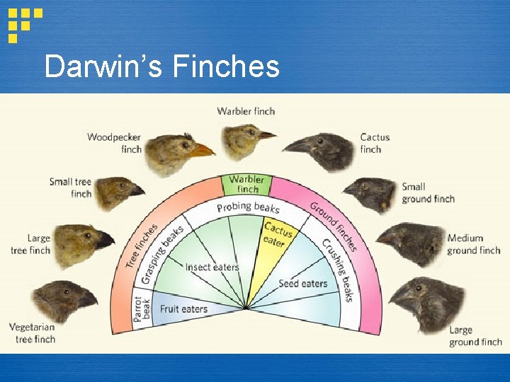 Darwin’s Finches Darwin’s Finches