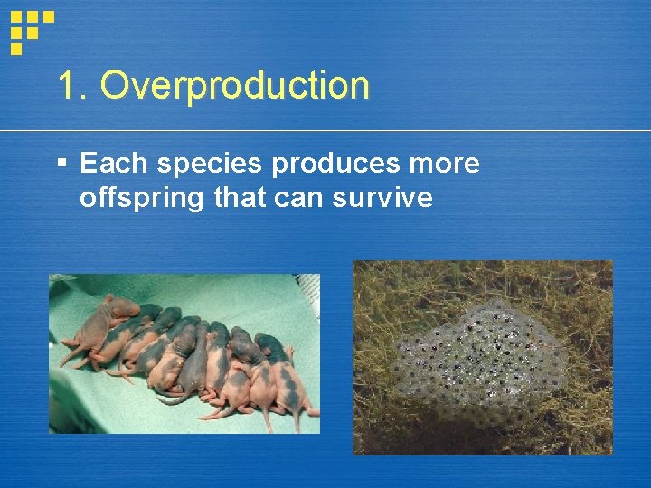 1. Overproduction § Each species produces more offspring that can survive 1. Overproduction § Each species produces more offspring that can survive
