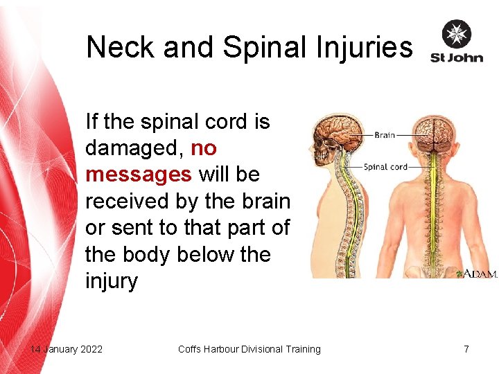 Neck and Spinal Injuries If the spinal cord is damaged, no messages will be