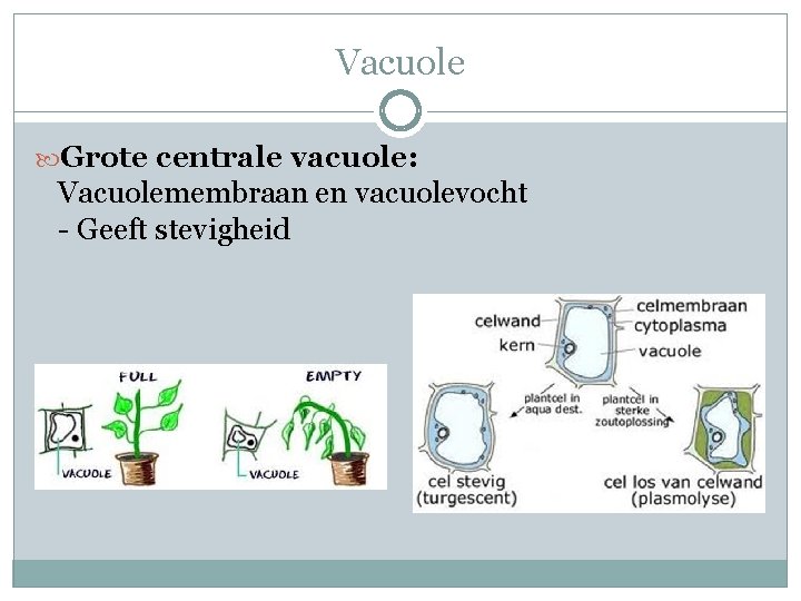 Vacuole Grote centrale vacuole: Vacuolemembraan en vacuolevocht - Geeft stevigheid Vacuole Grote centrale vacuole: Vacuolemembraan en vacuolevocht - Geeft stevigheid