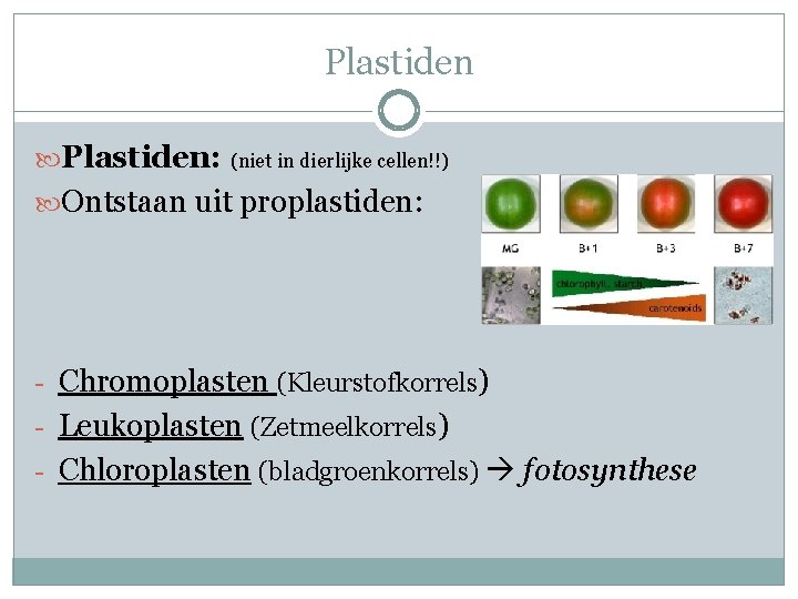Plastiden: (niet in dierlijke cellen!!) Ontstaan uit proplastiden: - Chromoplasten (Kleurstofkorrels) - Leukoplasten (Zetmeelkorrels) Plastiden: (niet in dierlijke cellen!!) Ontstaan uit proplastiden: - Chromoplasten (Kleurstofkorrels) - Leukoplasten (Zetmeelkorrels)