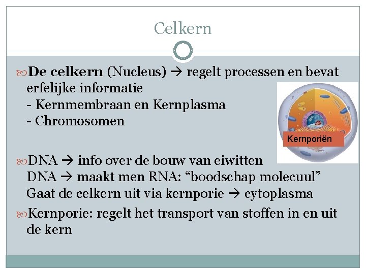 Celkern De celkern (Nucleus) regelt processen en bevat erfelijke informatie - Kernmembraan en Kernplasma Celkern De celkern (Nucleus) regelt processen en bevat erfelijke informatie - Kernmembraan en Kernplasma