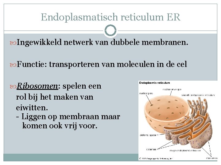 Endoplasmatisch reticulum ER Ingewikkeld netwerk van dubbele membranen. Functie: transporteren van moleculen in de Endoplasmatisch reticulum ER Ingewikkeld netwerk van dubbele membranen. Functie: transporteren van moleculen in de