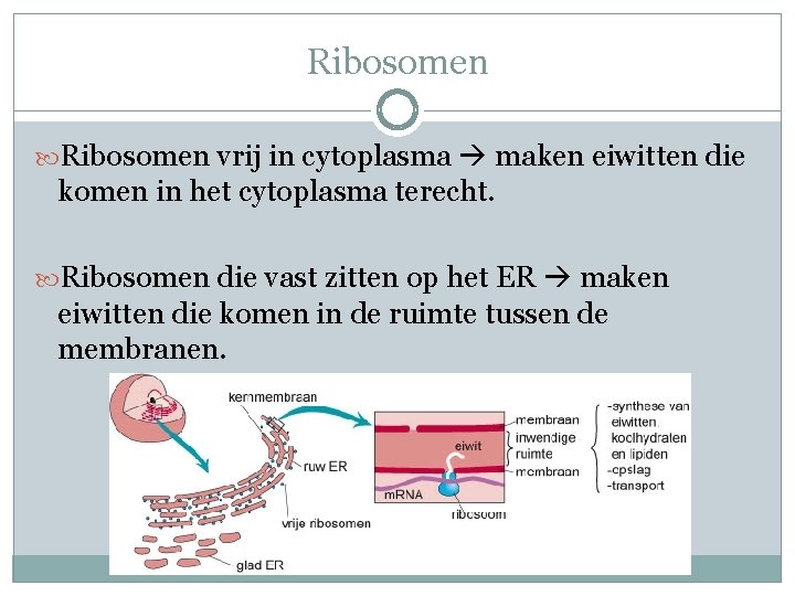 Ribosomen vrij in cytoplasma maken eiwitten die komen in het cytoplasma terecht. Ribosomen die Ribosomen vrij in cytoplasma maken eiwitten die komen in het cytoplasma terecht. Ribosomen die