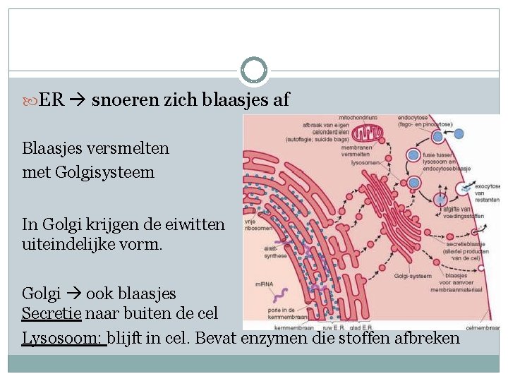 ER snoeren zich blaasjes af Blaasjes versmelten met Golgisysteem In Golgi krijgen de ER snoeren zich blaasjes af Blaasjes versmelten met Golgisysteem In Golgi krijgen de
