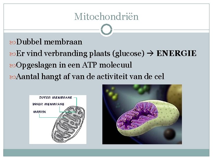 Mitochondriën Dubbel membraan Er vind verbranding plaats (glucose) ENERGIE Opgeslagen in een ATP molecuul Mitochondriën Dubbel membraan Er vind verbranding plaats (glucose) ENERGIE Opgeslagen in een ATP molecuul