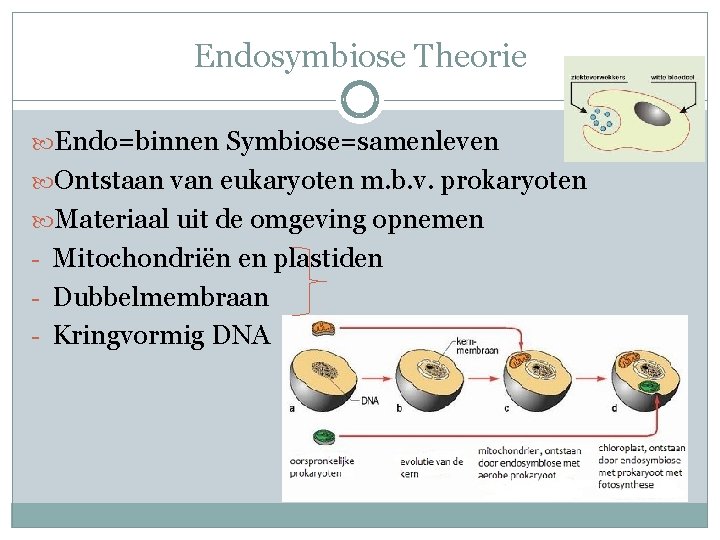 Endosymbiose Theorie Endo=binnen Symbiose=samenleven Ontstaan van eukaryoten m. b. v. prokaryoten Materiaal uit de Endosymbiose Theorie Endo=binnen Symbiose=samenleven Ontstaan van eukaryoten m. b. v. prokaryoten Materiaal uit de