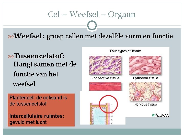 Cel – Weefsel – Orgaan Weefsel: groep cellen met dezelfde vorm en functie Tussencelstof: Cel – Weefsel – Orgaan Weefsel: groep cellen met dezelfde vorm en functie Tussencelstof: