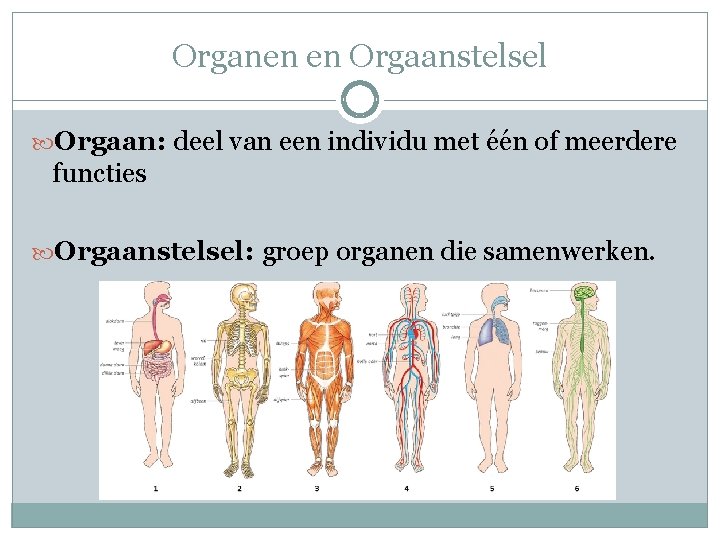 Organen en Orgaanstelsel Orgaan: deel van een individu met één of meerdere functies Orgaanstelsel: Organen en Orgaanstelsel Orgaan: deel van een individu met één of meerdere functies Orgaanstelsel: