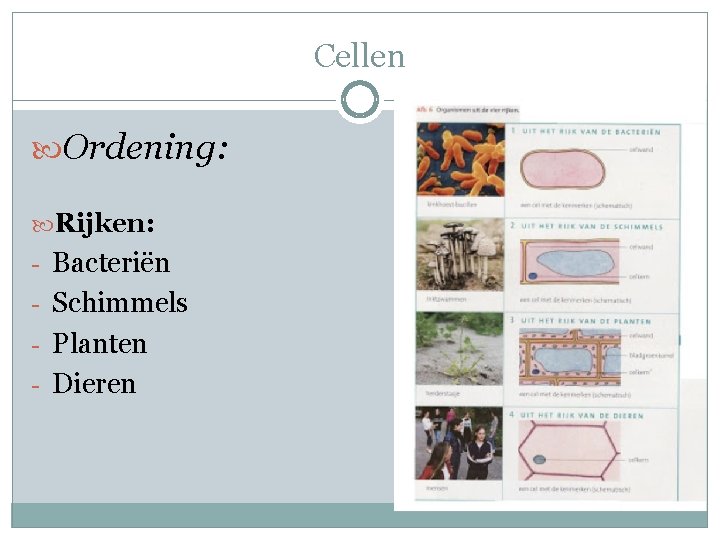 Cellen Ordening: Rijken: - Bacteriën - Schimmels - Planten - Dieren Cellen Ordening: Rijken: - Bacteriën - Schimmels - Planten - Dieren