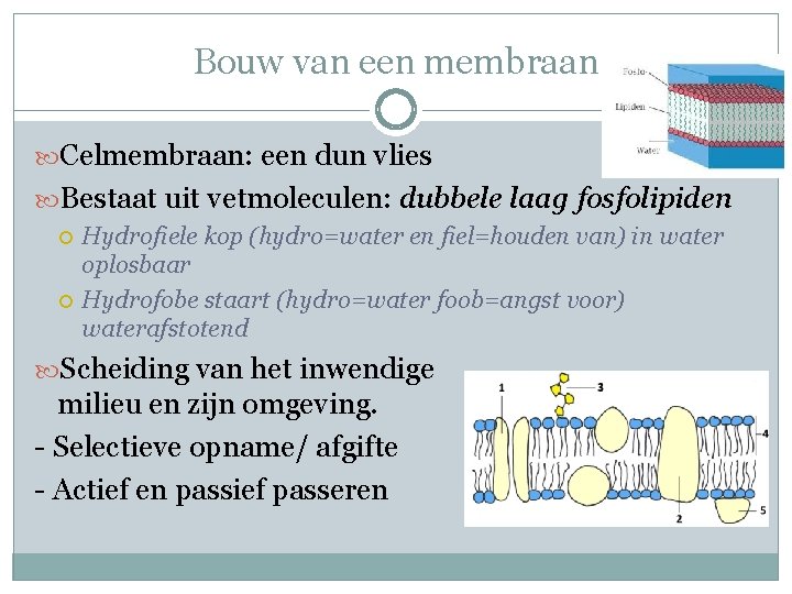 Bouw van een membraan Celmembraan: een dun vlies Bestaat uit vetmoleculen: dubbele laag fosfolipiden Bouw van een membraan Celmembraan: een dun vlies Bestaat uit vetmoleculen: dubbele laag fosfolipiden