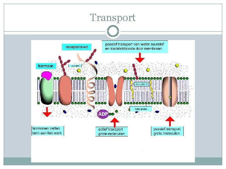 Transport Transport