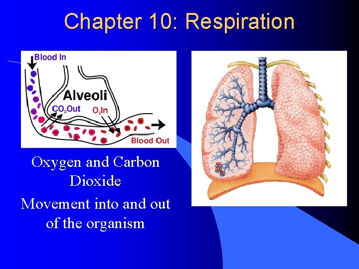 Chapter 10: Respiration Oxygen and Carbon Dioxide Movement into and out of the organism