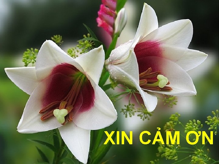 XIN CẢM ƠN 