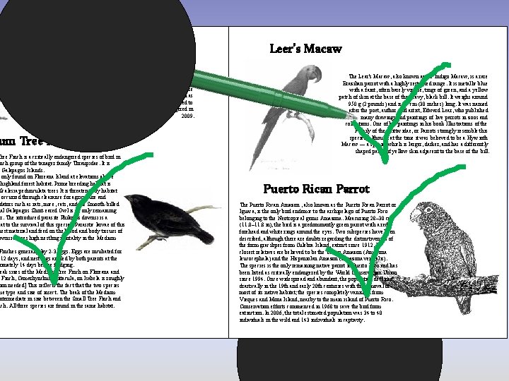 Sidamo Lark The Sidamo Lark , also known as Liben Lark, is a species