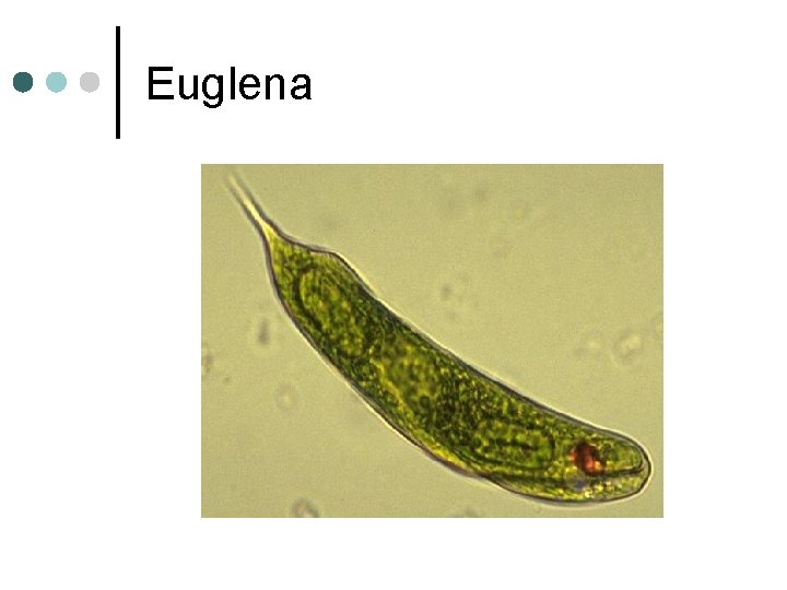 Euglena 
