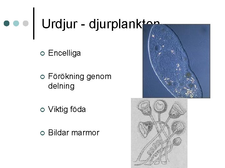 Urdjur - djurplankton ¢ Encelliga ¢ Förökning genom delning ¢ Viktig föda ¢ Bildar