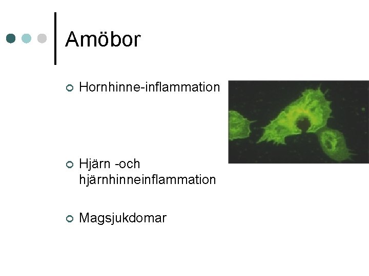 Amöbor ¢ Hornhinne-inflammation ¢ Hjärn -och hjärnhinneinflammation ¢ Magsjukdomar 