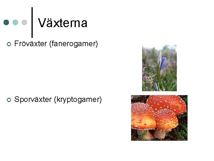 Växterna ¢ Fröväxter (fanerogamer) ¢ Sporväxter (kryptogamer) 