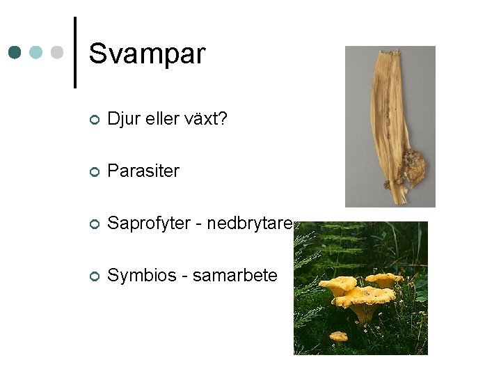 Svampar ¢ Djur eller växt? ¢ Parasiter ¢ Saprofyter - nedbrytare ¢ Symbios -