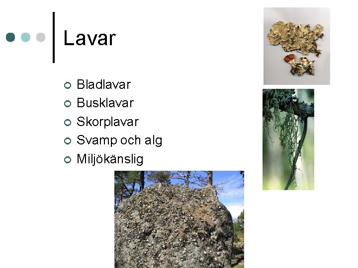 Lavar ¢ ¢ ¢ Bladlavar Busklavar Skorplavar Svamp och alg Miljökänslig 