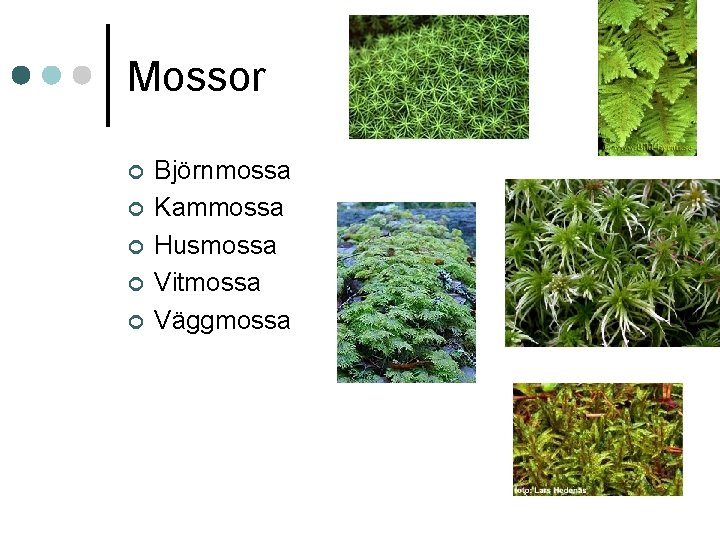 Mossor ¢ ¢ ¢ Björnmossa Kammossa Husmossa Vitmossa Väggmossa 