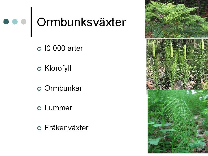 Ormbunksväxter ¢ !0 000 arter ¢ Klorofyll ¢ Ormbunkar ¢ Lummer ¢ Fräkenväxter 