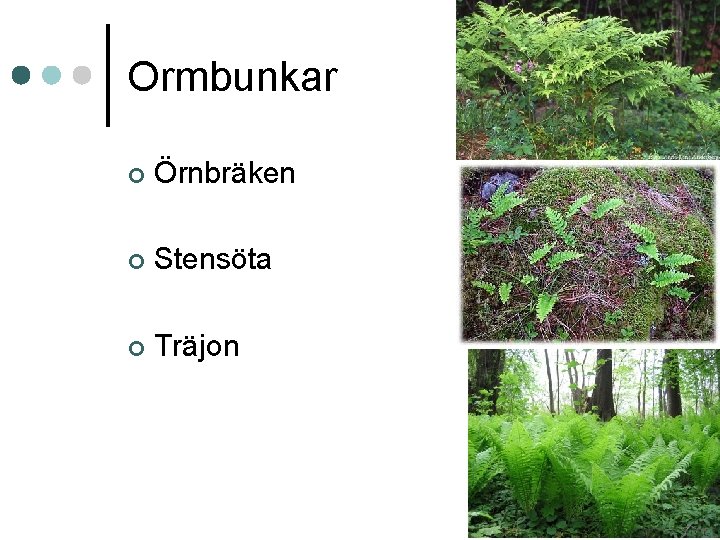 Ormbunkar ¢ Örnbräken ¢ Stensöta ¢ Träjon 