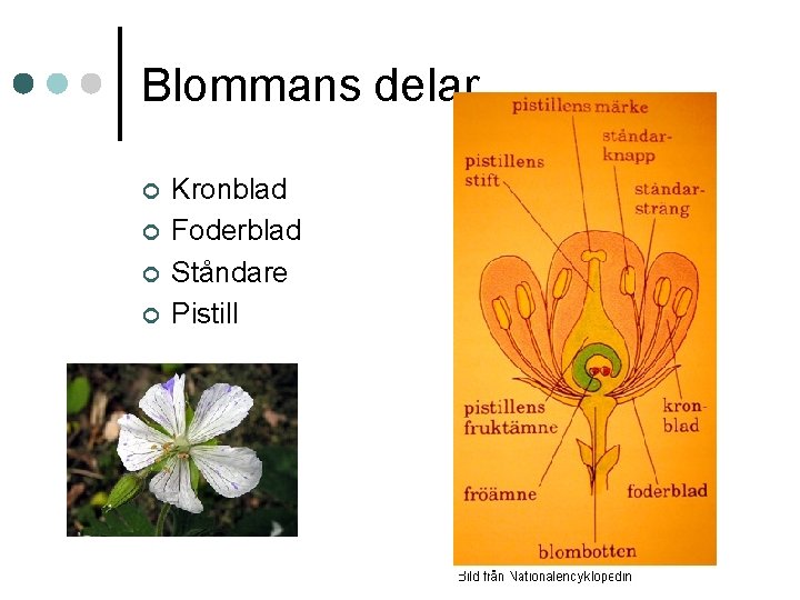 Blommans delar ¢ ¢ Kronblad Foderblad Ståndare Pistill 