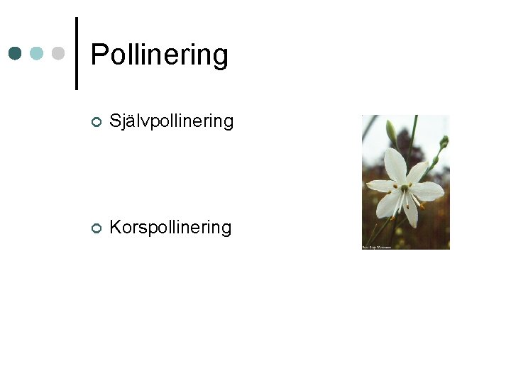 Pollinering ¢ Självpollinering ¢ Korspollinering 