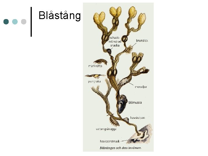 Blåstång 