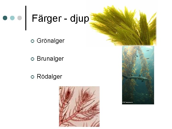 Färger - djup ¢ Grönalger ¢ Brunalger ¢ Rödalger 