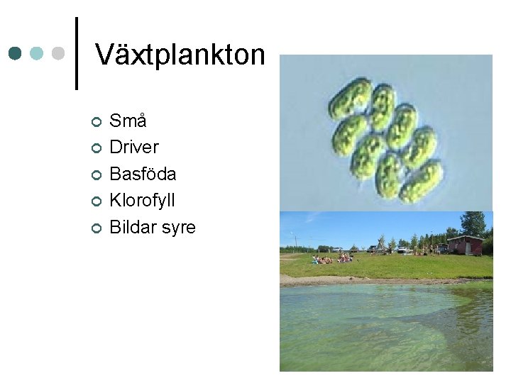Växtplankton ¢ ¢ ¢ Små Driver Basföda Klorofyll Bildar syre 