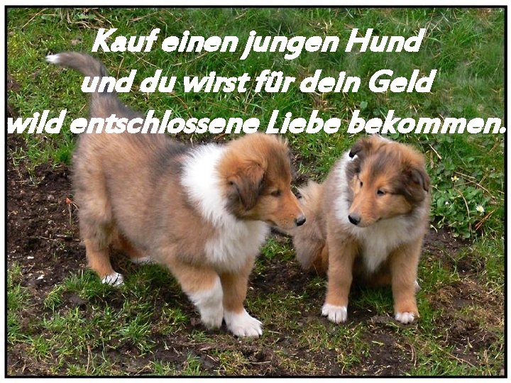 Kauf einen jungen Hund du wirst für dein Geld wild entschlossene Liebe bekommen. 