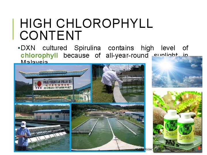 HIGH CHLOROPHYLL CONTENT • DXN cultured Spirulina contains high level of chlorophyll because of