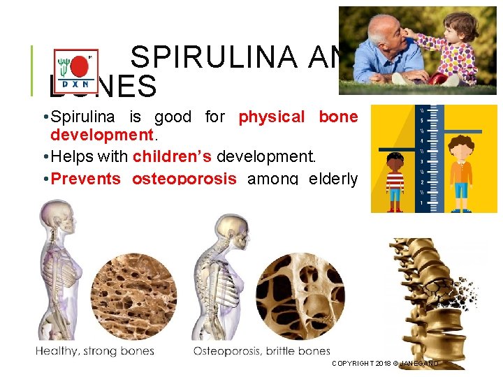 SPIRULINA AND BONES • Spirulina is good for physical bone development. • Helps with