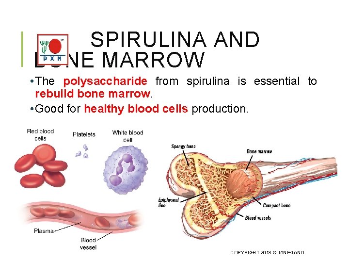 SPIRULINA AND BONE MARROW • The polysaccharide from spirulina is essential to rebuild bone