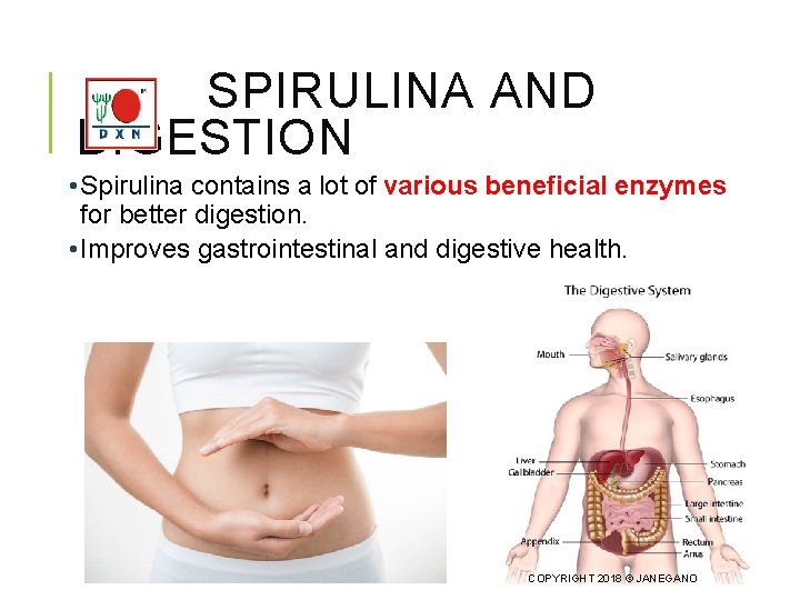 SPIRULINA AND DIGESTION • Spirulina contains a lot of various beneficial enzymes for better