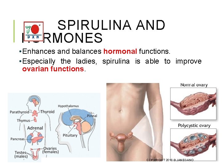 SPIRULINA AND HORMONES • Enhances and balances hormonal functions. • Especially the ladies, spirulina