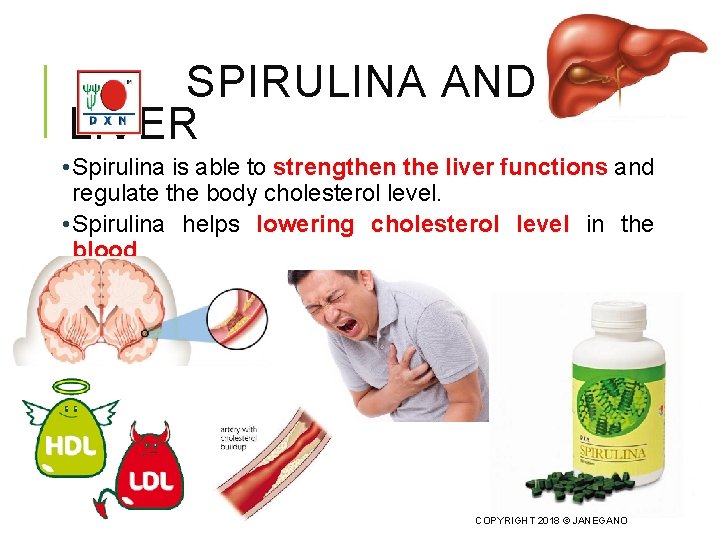 SPIRULINA AND LIVER • Spirulina is able to strengthen the liver functions and regulate