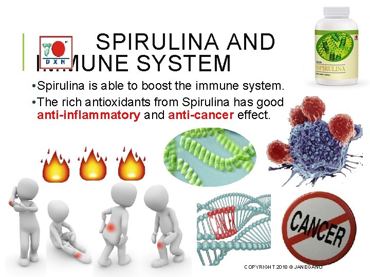 SPIRULINA AND IMMUNE SYSTEM • Spirulina is able to boost the immune system. •