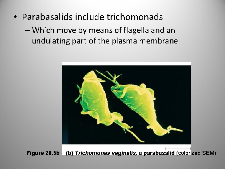  • Parabasalids include trichomonads – Which move by means of flagella and an