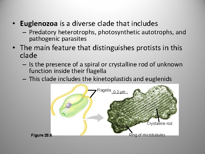  • Euglenozoa is a diverse clade that includes – Predatory heterotrophs, photosynthetic autotrophs,