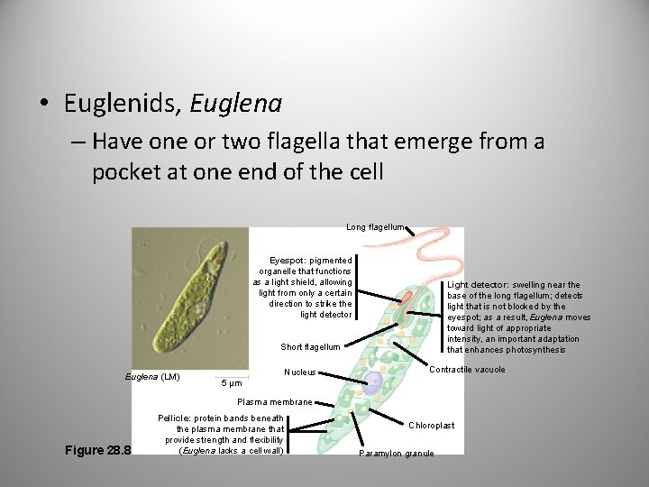  • Euglenids, Euglena – Have one or two flagella that emerge from a