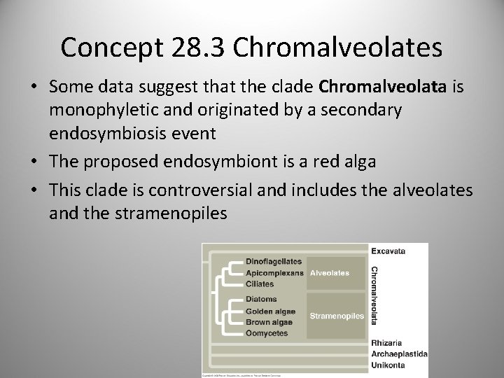 Concept 28. 3 Chromalveolates • Some data suggest that the clade Chromalveolata is monophyletic