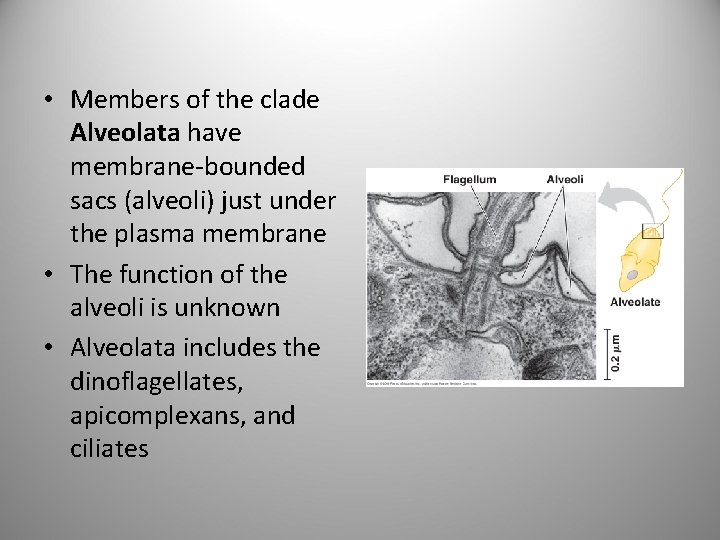  • Members of the clade Alveolata have membrane-bounded sacs (alveoli) just under the