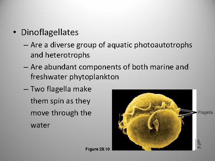  • Dinoflagellates Figure 28. 10 Flagella 3 µm – Are a diverse group
