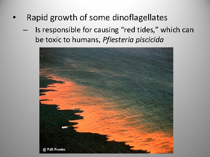  • Rapid growth of some dinoflagellates – Is responsible for causing “red tides,