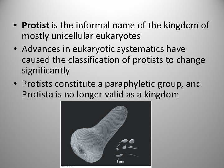  • Protist is the informal name of the kingdom of mostly unicellular eukaryotes