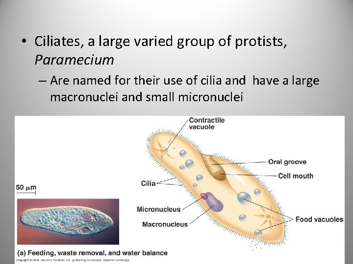  • Ciliates, a large varied group of protists, Paramecium – Are named for